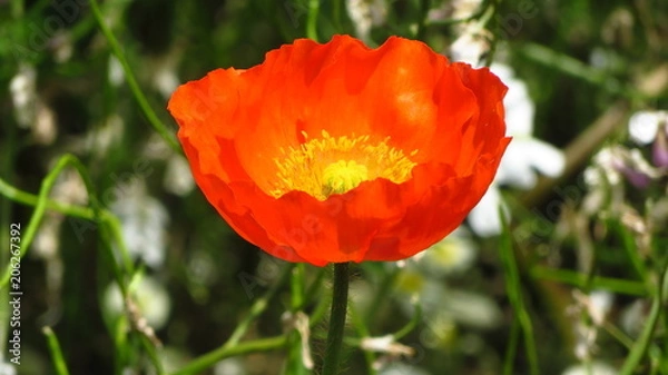 Obraz Orange  Flower