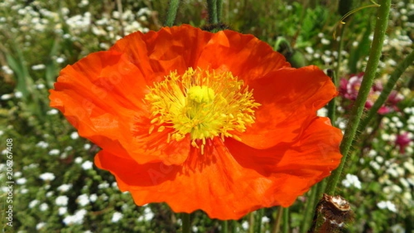 Obraz Orange Blume