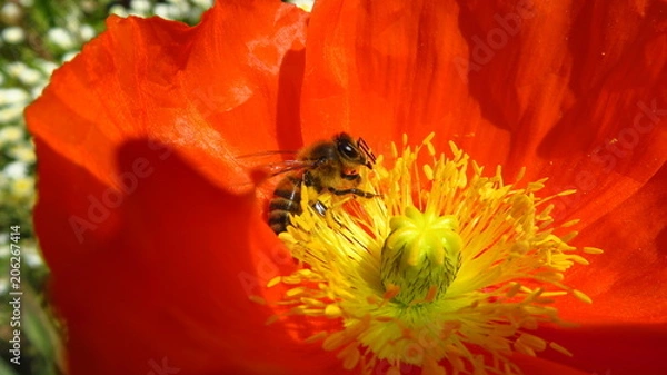 Obraz Biene in oranger Blume
