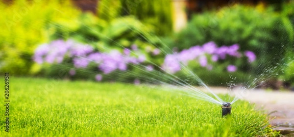 Fototapeta automatic sprinkler system watering the lawn on a background of