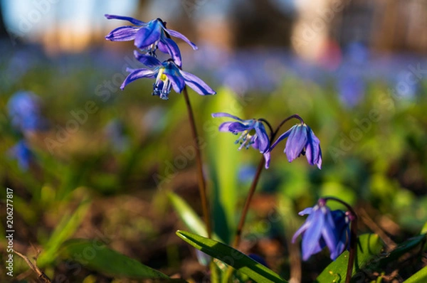 Fototapeta Sibierian squills on sunny spring