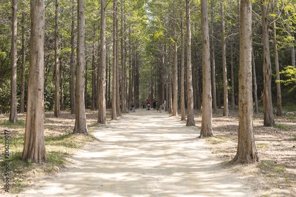 Fototapeta path in the forest