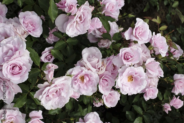 Fototapeta Pink rose