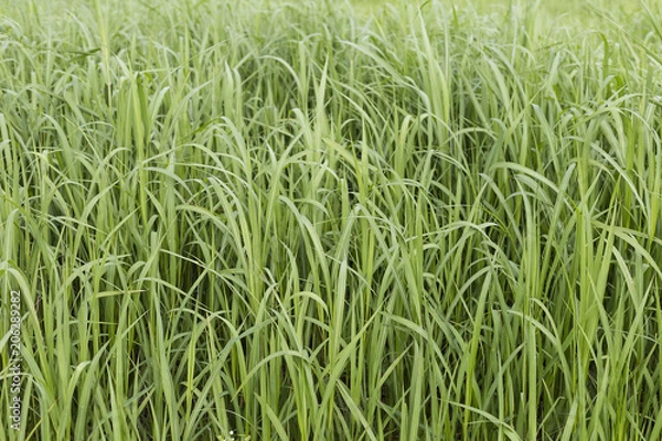 Fototapeta grass with water drops of dew