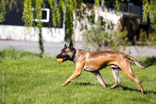 Fototapeta Belgian Malanois