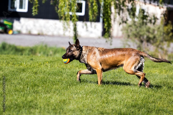 Fototapeta Belgian Malinois