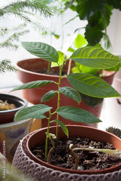 Obraz Small cherimoya potted plant among indoor garden