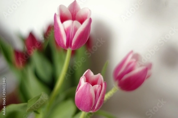 Obraz Tulip