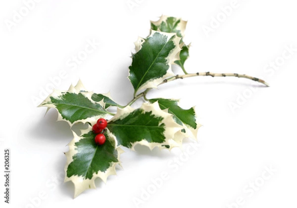 Fototapeta holly