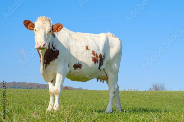 Obraz Vache