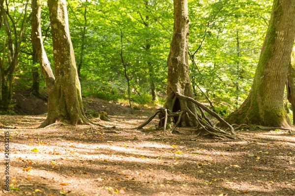 Obraz Vue en forêt
