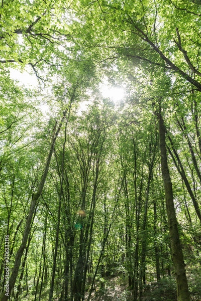 Fototapeta Vue en forêt