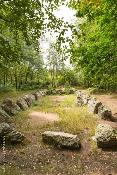Obraz Vue en forêt