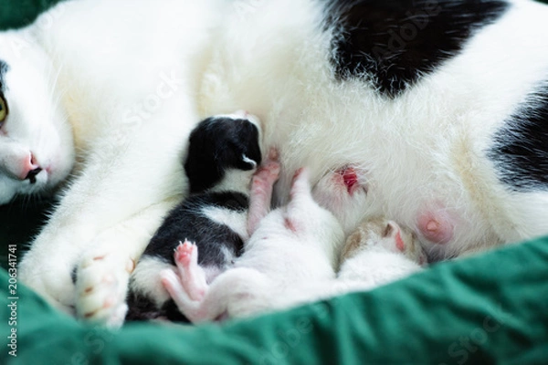 Obraz Mother cat is feeding three kittens.