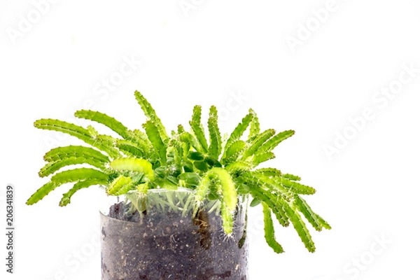 Obraz Dragon fruit tree isolated on white background