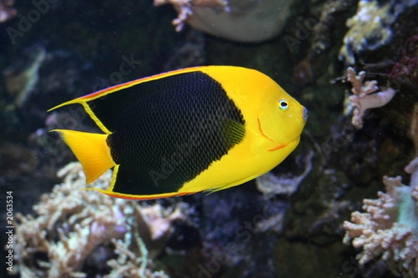 Obraz fish with black scales