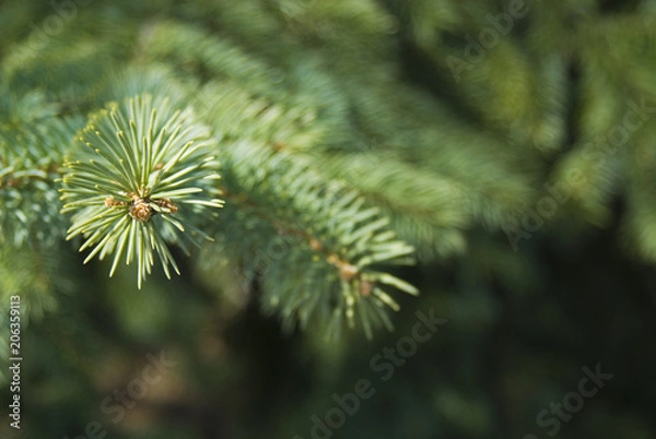 Fototapeta 常緑　素材