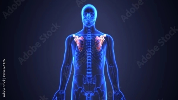 Fototapeta 3D Illustration of Human Body Bone Joint Pains Anatomy (Scapula)
