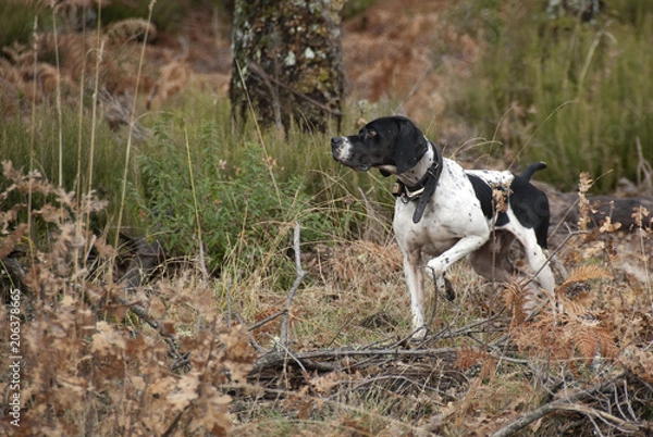 Obraz Hunting dog, pointer breed, pointing
