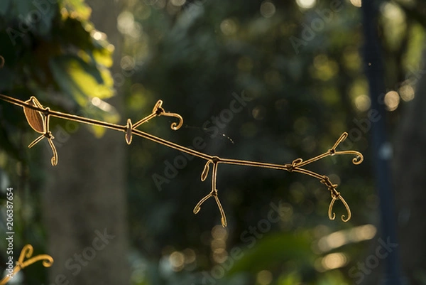 Obraz Glod rim lighting branch