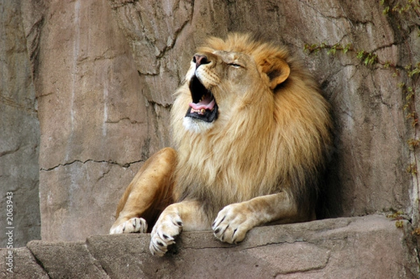 Obraz roaring lion on rock ledge at brookfield zoo