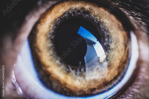 Fototapeta Macro shot of the eye of a springer spaniel dog as it watches the backyard 