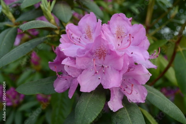 Obraz Rhododendron Blüte Rosa
