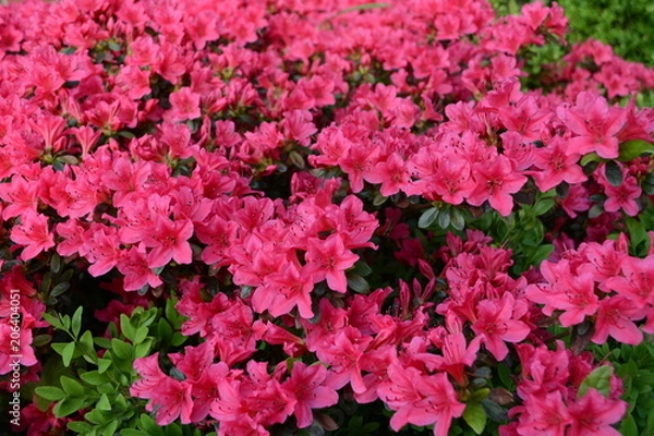 Obraz Azalee Blütenmeer in rot