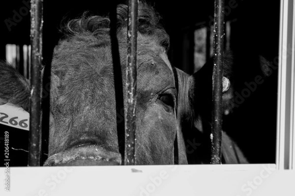 Fototapeta Krowa Wagu