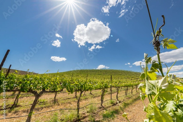Fototapeta Vineyard and clouds at the beginning of the season in spring in the Yakima Valley