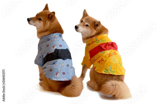 Obraz 柴犬・浴衣・着物