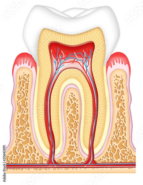 Fototapeta Tooth cross-section