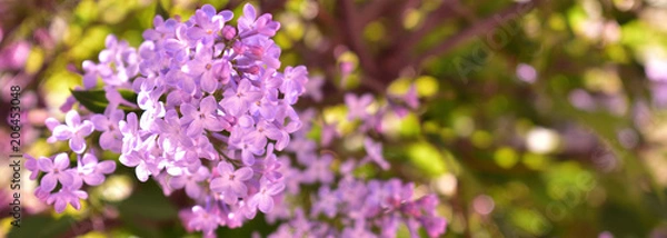 Obraz Purple lilac blooming on green background