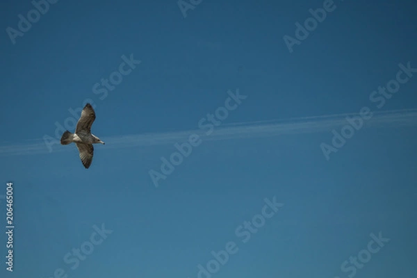 Fototapeta flying above