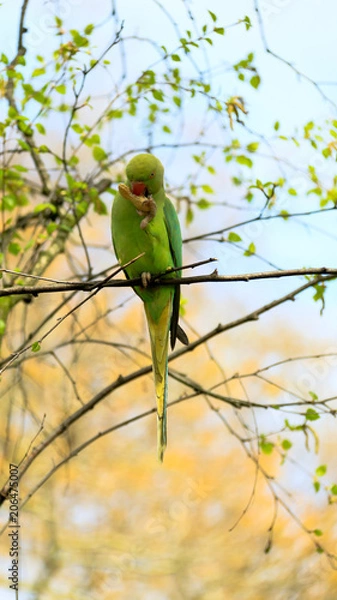 Fototapeta Parrot perched on a branch