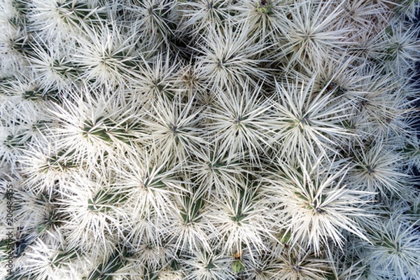 Fototapeta Detail of Cactus with white spikes.