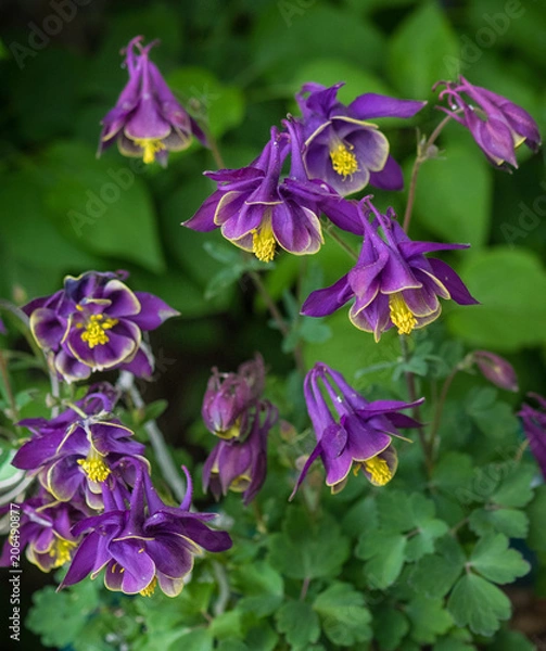 Obraz Columbine flowers