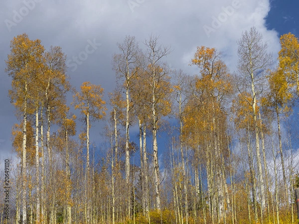 Obraz Aspen trees