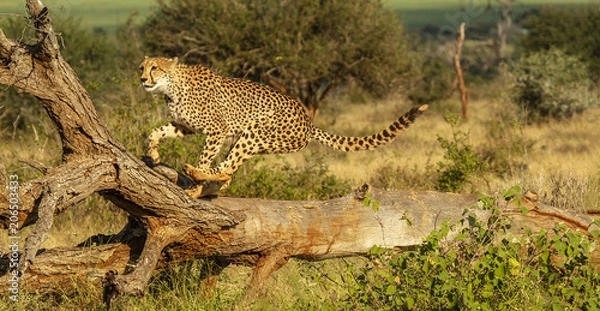 Fototapeta cheetah leaping