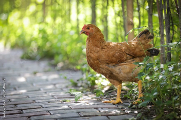 Obraz Chicken Hen Walking
