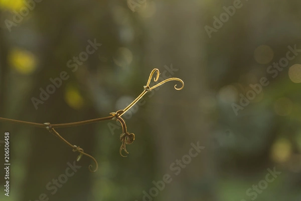 Obraz Glod rim lighting branch