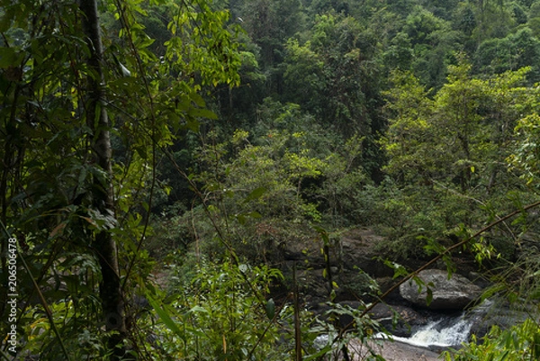 Obraz River in the forest