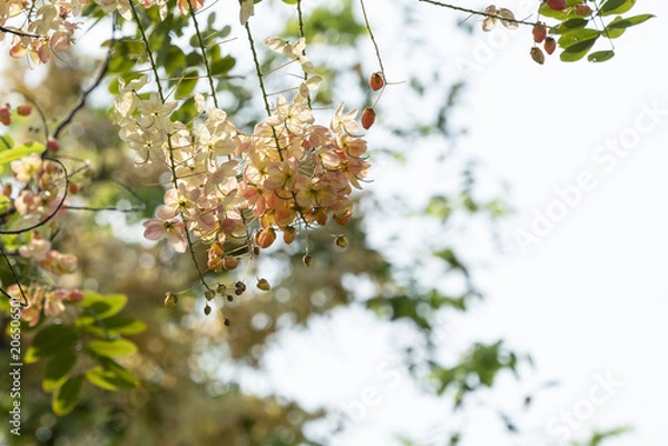 Obraz White Java Cassia 04