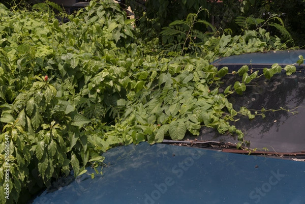 Obraz An abandon car 01