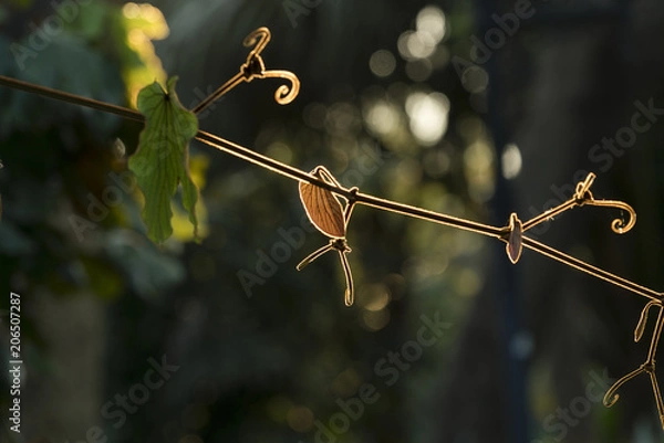 Obraz Glod rim lighting branch