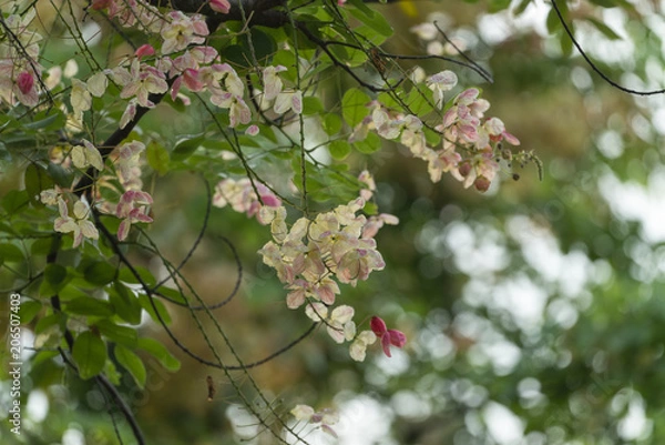 Obraz White Java Cassia 07