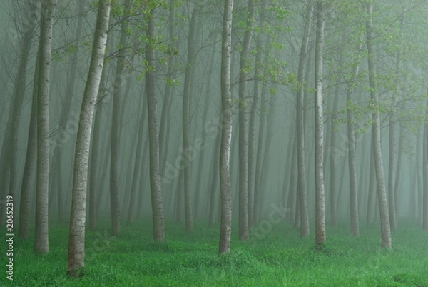 Fototapeta alberi 676