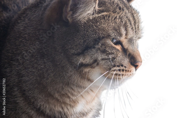 Fototapeta Portrait of a cat in profile. The pet looks closely into the distance. He is waiting for the owner. Maybe the cat is looking for something interesting in the distance.