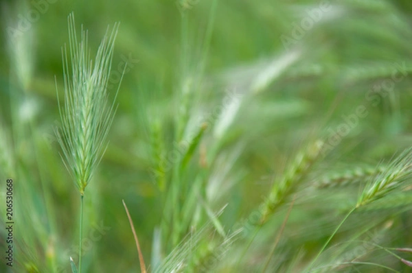 Obraz Green grass background, wild plants, soft focus macro photo