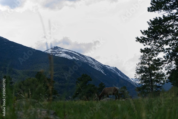 Fototapeta Deer & mountain